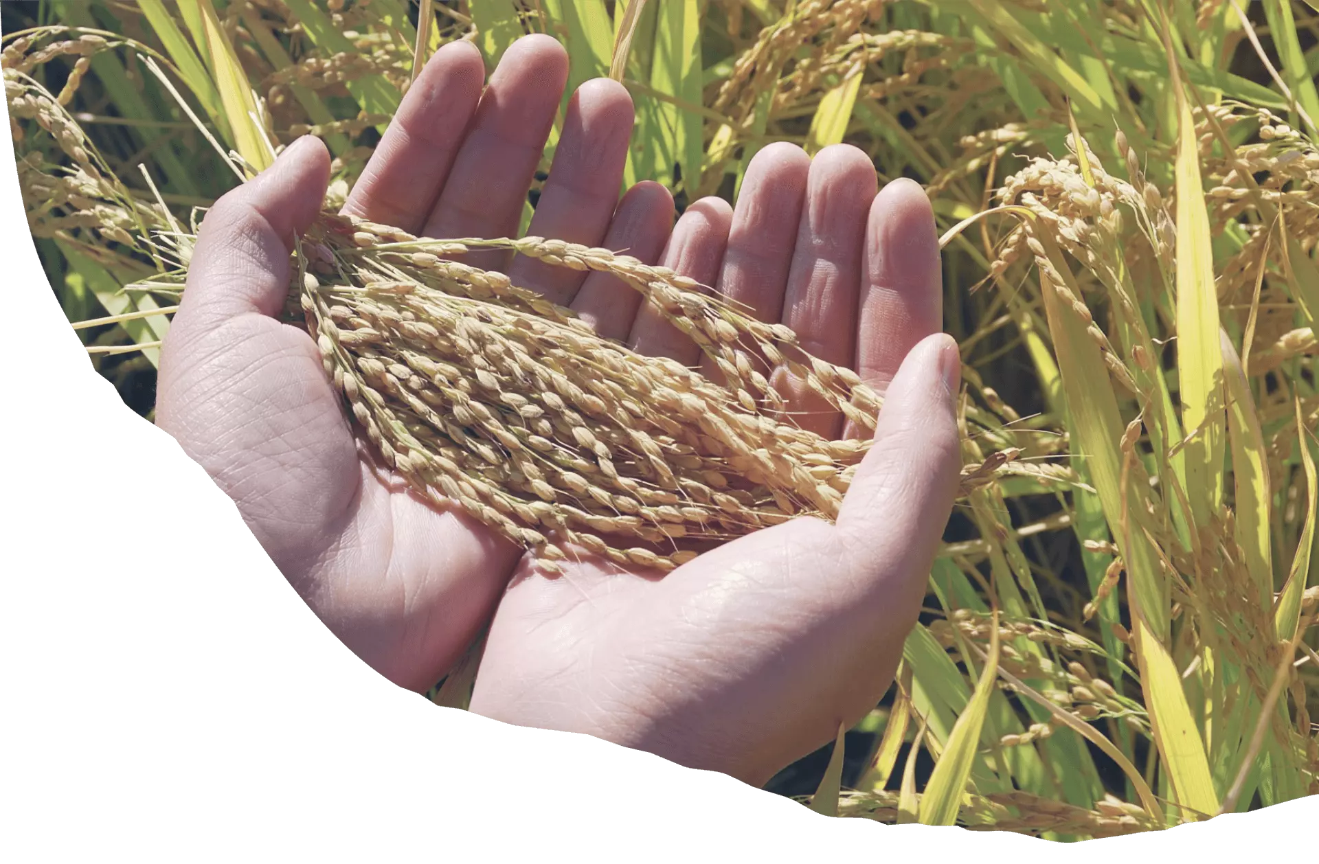 banner.png